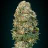 семена конопли наложенным платежом Afghan Skunk feminised Advanced Seeds семена конопли наложенным платежом Afghan Skunk feminised Advanced Seeds
