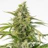 семена конопли Auto Cheese CBD feminised Dinafem Seeds