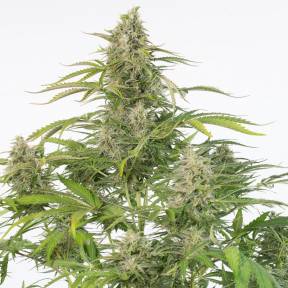 Auto Cheese CBD feminised Dinafem Seeds