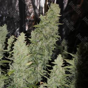 Auto Niagara feminised Doctors Choice