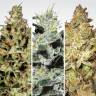 семена конопли наложенным платежом Sativa Champions Pack feminised Paradise Seeds