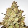 заказать качественные семена конопли Sativa Champions Pack feminised Paradise Seeds