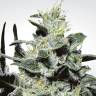 заказать на сайте семена конопли Sativa Champions Pack feminised Paradise Seeds