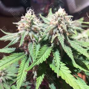 M8 feminised Ganja Seeds