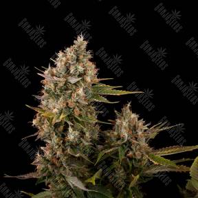Blue Power feminised Ganja Seeds