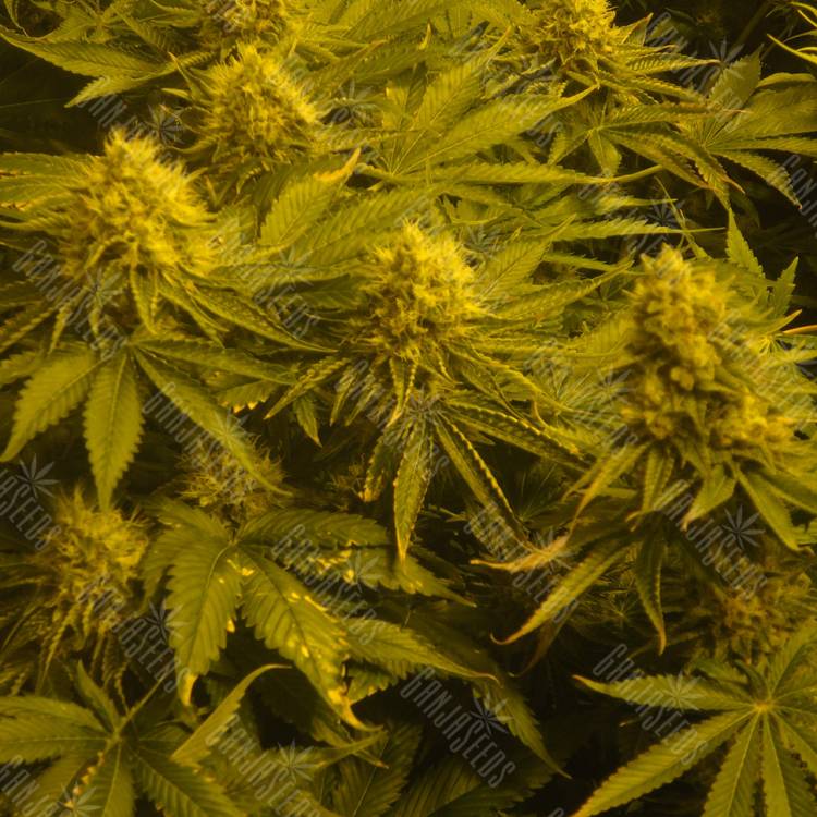 семена конопли медицинской Auto Pineapple regular