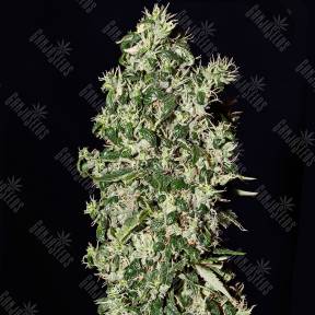 Big Tooth feminised Strain Hunters Seeds