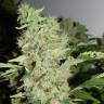 семена конопли гидропоники Big Tooth feminised Strain Hunters Seeds