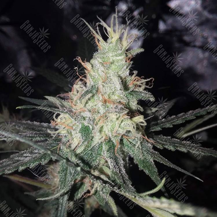 Critical + feminised Dinafem Seeds