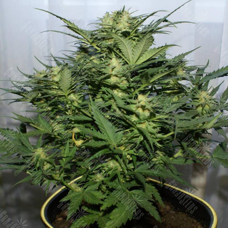 семена конопли марихуаны Auto Baiterek feminised Bang Seeds семена конопли марихуаны Auto Baiterek feminised Bang Seeds