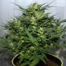 семена конопли марихуаны Auto Baiterek feminised Bang Seeds семена конопли марихуаны Auto Baiterek feminised Bang Seeds