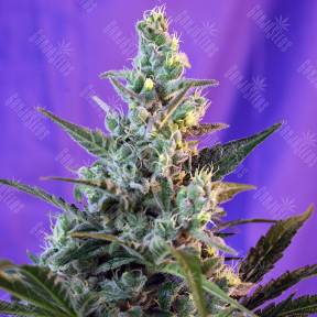 Auto Sweet Skunk regular Ganja Seeds