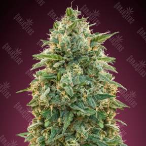 Amnesia feminised Advanced Seeds