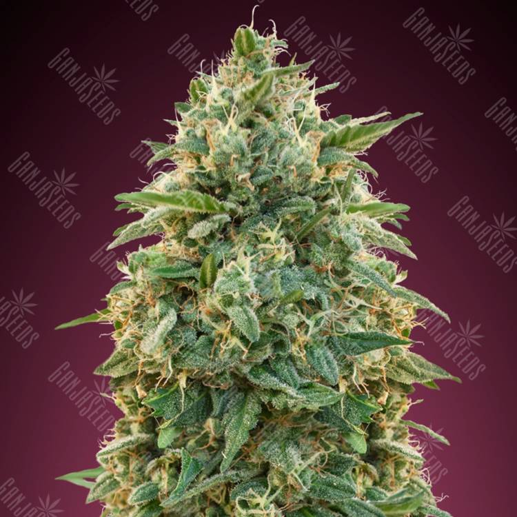 хорошие семена конопли Amnesia feminised Advanced Seeds