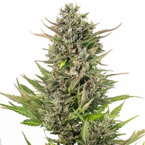Auto Critical + CBD feminised Dinafem Seeds