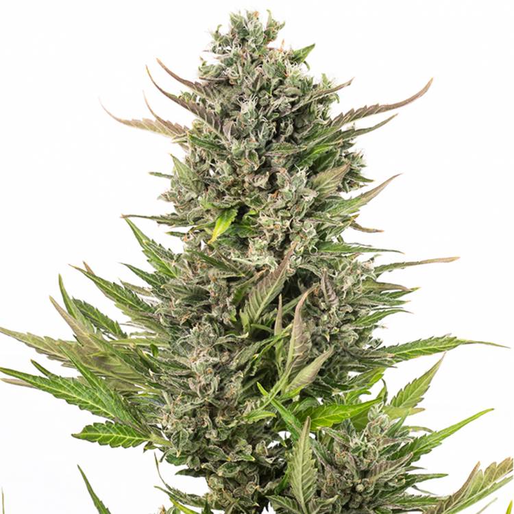 семена конопли Auto Critical + CBD feminised Dinafem Seeds