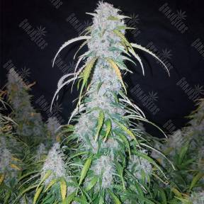 Auto Six Shooter feminised Fast Buds