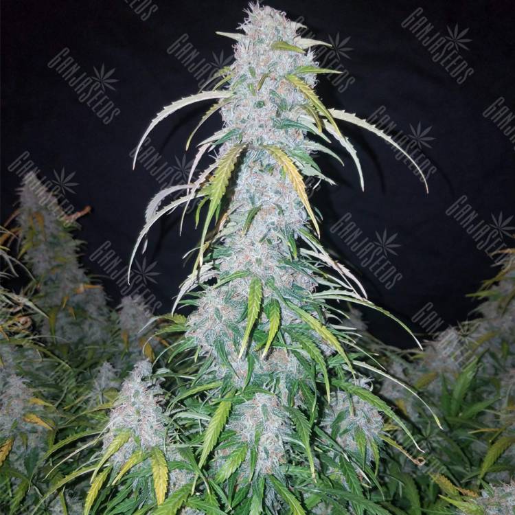 семена конопли феминизированные Auto Six Shooter feminised Fast Buds