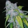семена конопли недорого Auto Six Shooter feminised Fast Buds