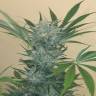 семена конопли феминизированные Black D.O.G. feminised Humboldt Seeds