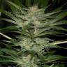 качественные семена конопли Black D.O.G. feminised Humboldt Seeds