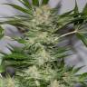 урожайные семена конопли Black D.O.G. feminised Humboldt Seeds