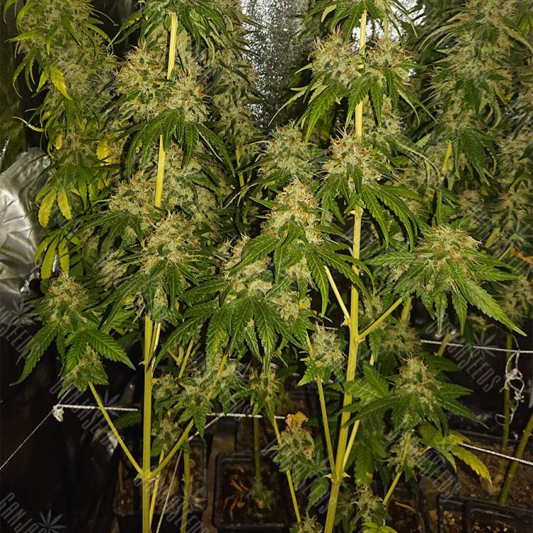 семена конопли Indoor Mix feminised Nirvana Seeds