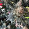 конопля семена сорта заказать Durga Mata II CBD feminised Paradise Seeds