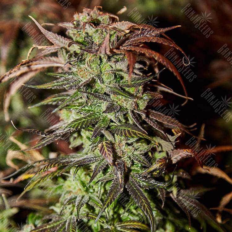 где можно заказать семена конопли Durga Mata II CBD feminised Paradise Seeds