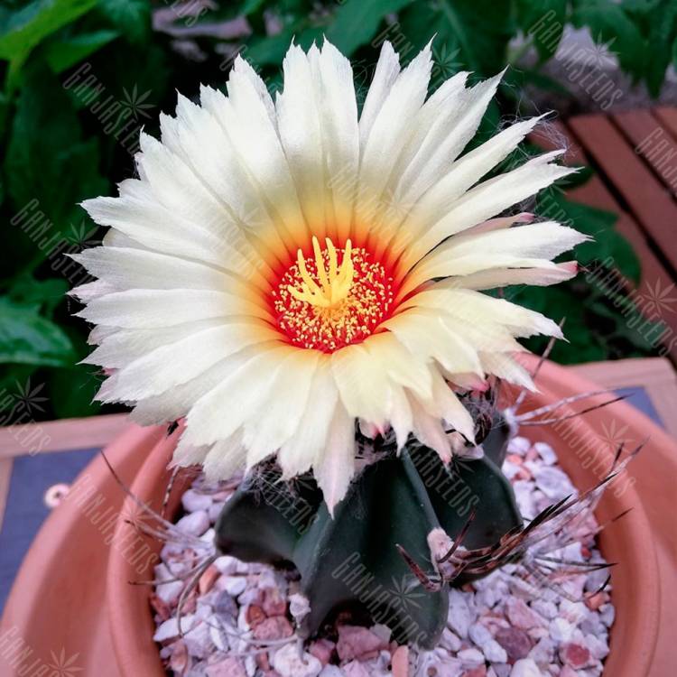 Семена кактуса Astrophytum niveum var. nudum Семена кактуса Astrophytum niveum var. nudum