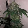 Flowerbomb Kush feminised Ganja Seeds качественные и дешевые семена марихуаны в интернете 
