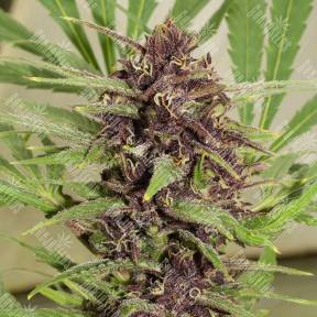 Flowerbomb Kush feminised Ganja Seeds