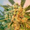 Flowerbomb Kush feminised Ganja Seeds