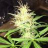 купить семена конопли Auto Jack x White Widow feminised
