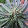 семена конопли интернет магазин Caboose feminised Strain Hunters Seeds