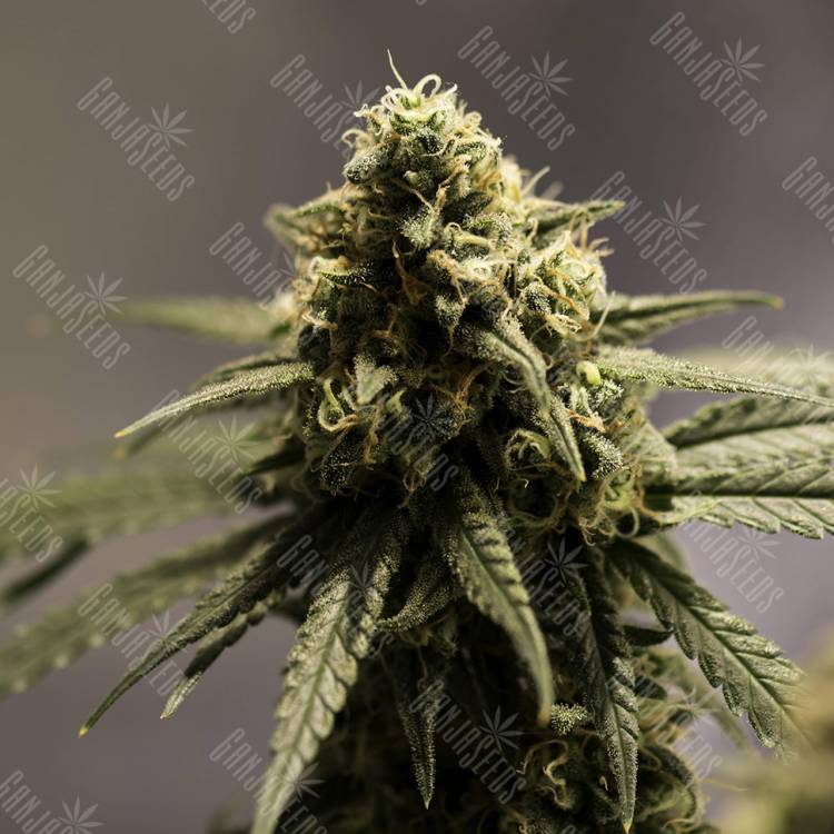 Critical Cheese feminised Dinafem Seeds