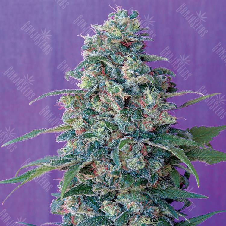 урожайные семена конопли Magic Bud regular Ganja Seeds урожайные семена конопли Magic Bud regular Ganja Seeds