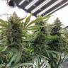 семена культурной конопли купить Auto Sweet Special regular
