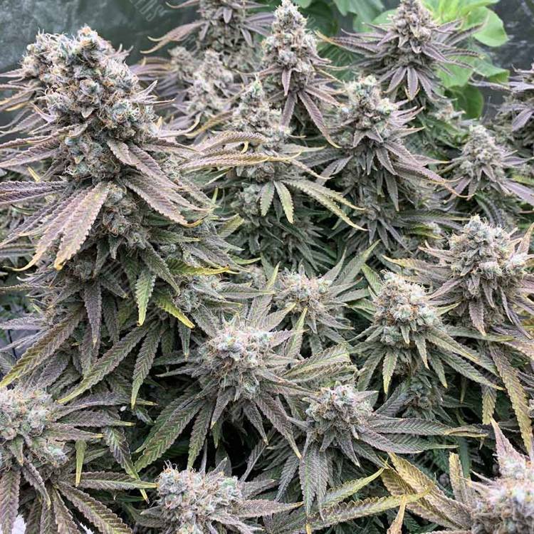 семена индийской конопли Auto Sweet Special regular