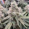 заказ семян конопли Москва Auto Sweet Special regular