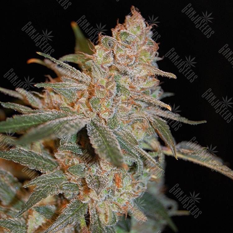 конопля семена сорта заказать Black Diesel feminised Advanced Seeds