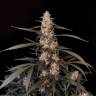 Auto Haze CBD feminised Dinafem Seeds