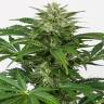 качественные семена конопли Auto Haze CBD feminised Dinafem Seeds