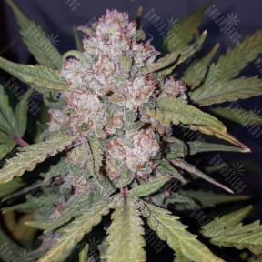 Auto Stardawg feminised Fast Buds
