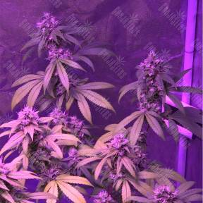 Green Crack feminised Humboldt Seeds