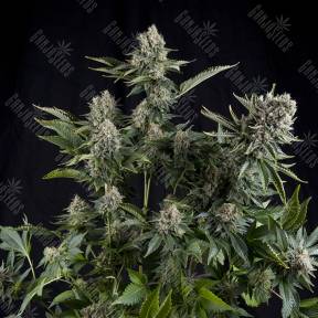 White Widow CBD feminised Pyramid Seeds