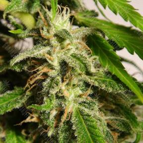 Sweet Tai feminised Sweet Seeds