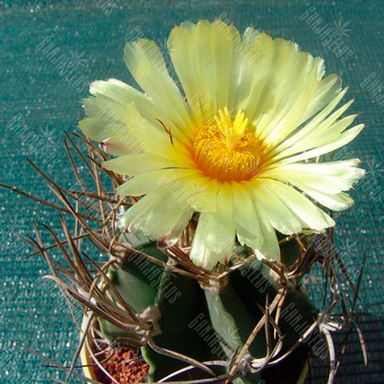 Семена кактуса Astrophytum niveum nudum pp 397 Семена кактуса Astrophytum niveum nudum pp 397