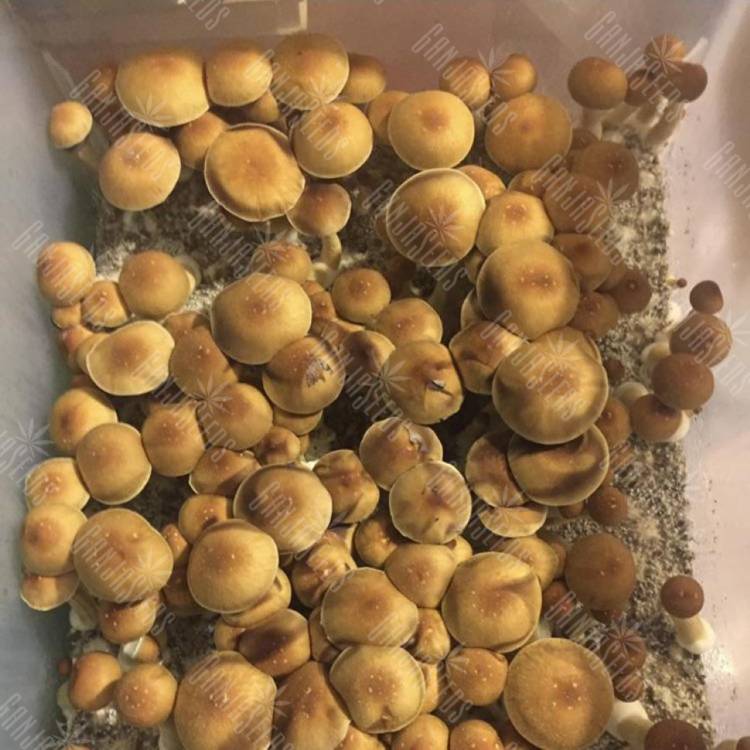 магазин псилоцибиновых спор PE6 Texas магазин псилоцибиновых спор PE6 Texas