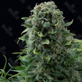 Mama Mia feminised Ganja Seeds